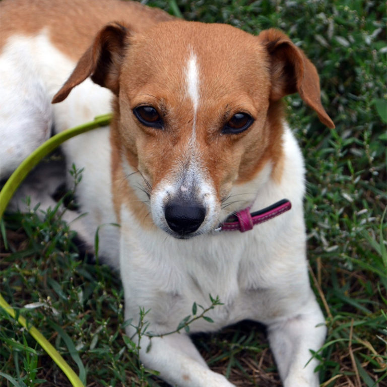 Hunde Tierheim Hannover