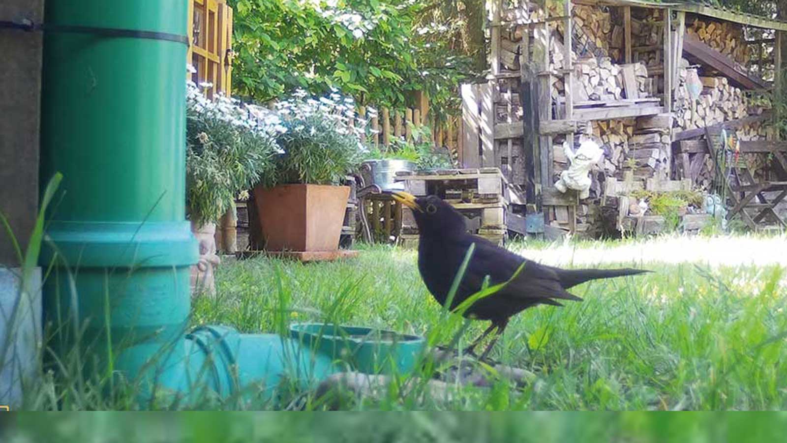 Amsel neben einer grünen Wildtiertränke in einem Garten