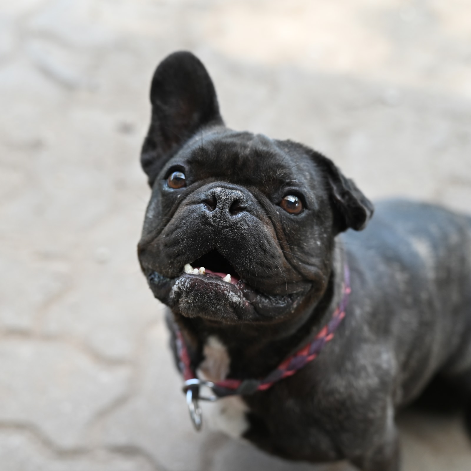 Balou-3-1.jpg