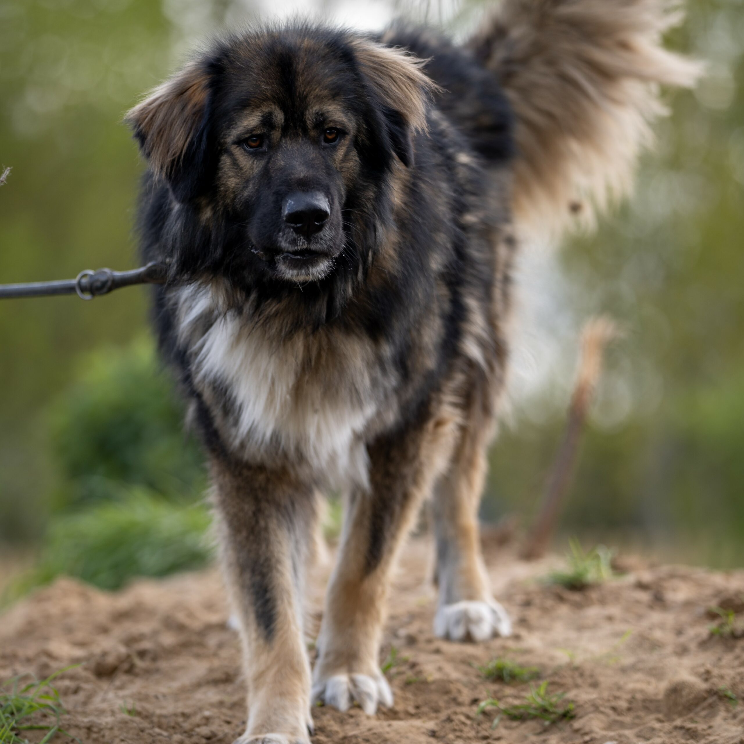 Boris-1-scaled-1.jpg