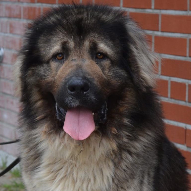 Mischka