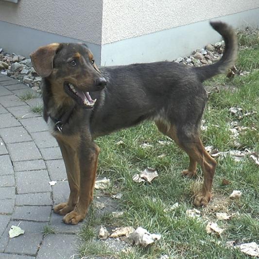 tobi3-profilbild-20180820.jpg