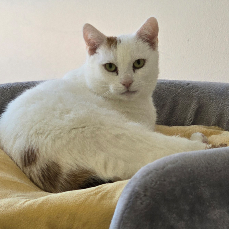 Katze Alexa in einem Katzenbett Weiße Katze Alexa liegt in einem Katzenbett.