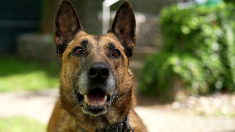02_Hundevermittlung.00_00_43_10.Standbild005 Basko