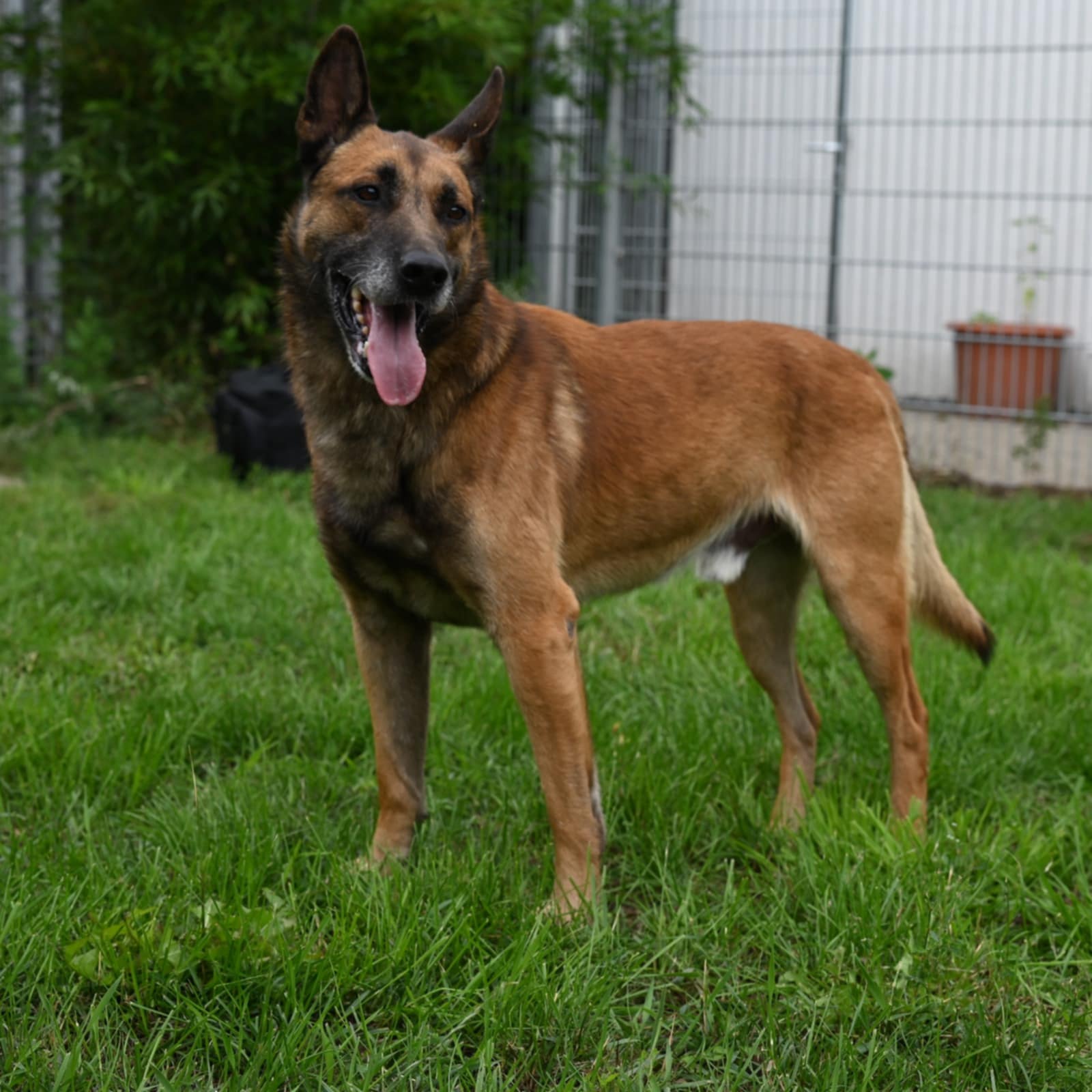 Basko-4.jpg