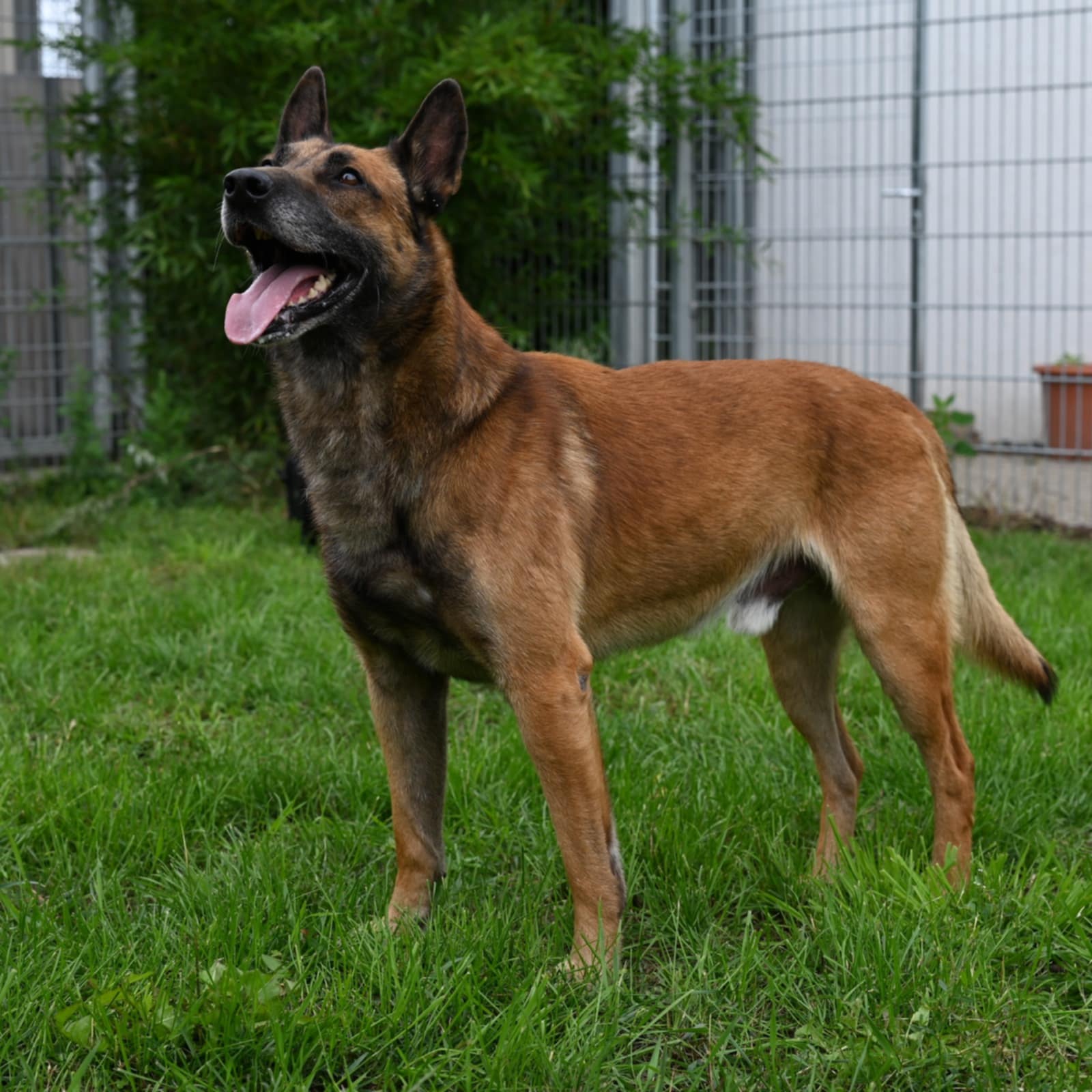 Basko-5.jpg