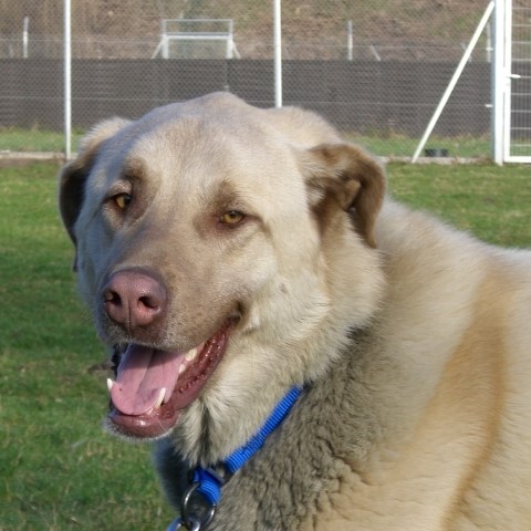 Athena