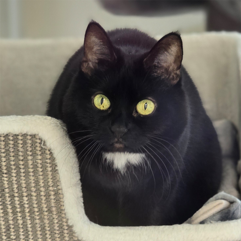 Schwarze Katze Cookie schaut aus einer Höhle in die Kamera.