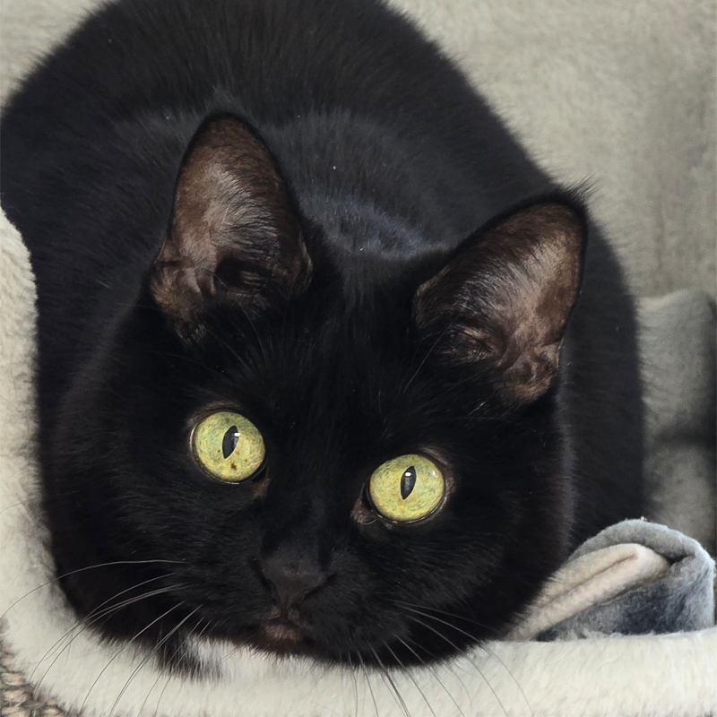 Schwarze Katze Cookie liegt in einer Höhle.