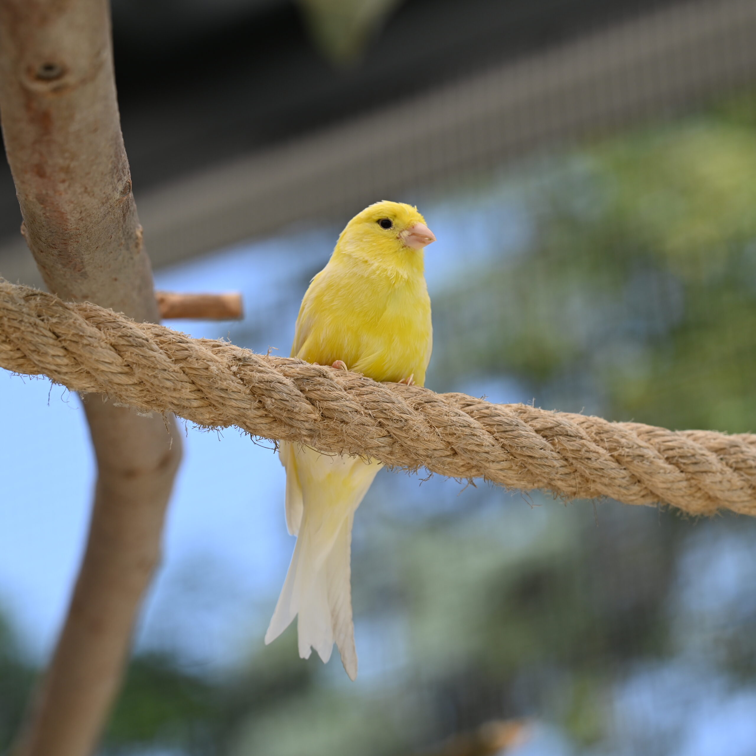 Kanarienvogel-1-scaled-1.jpg