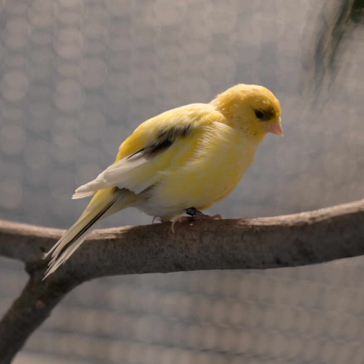 Kanarienvogel.jpg