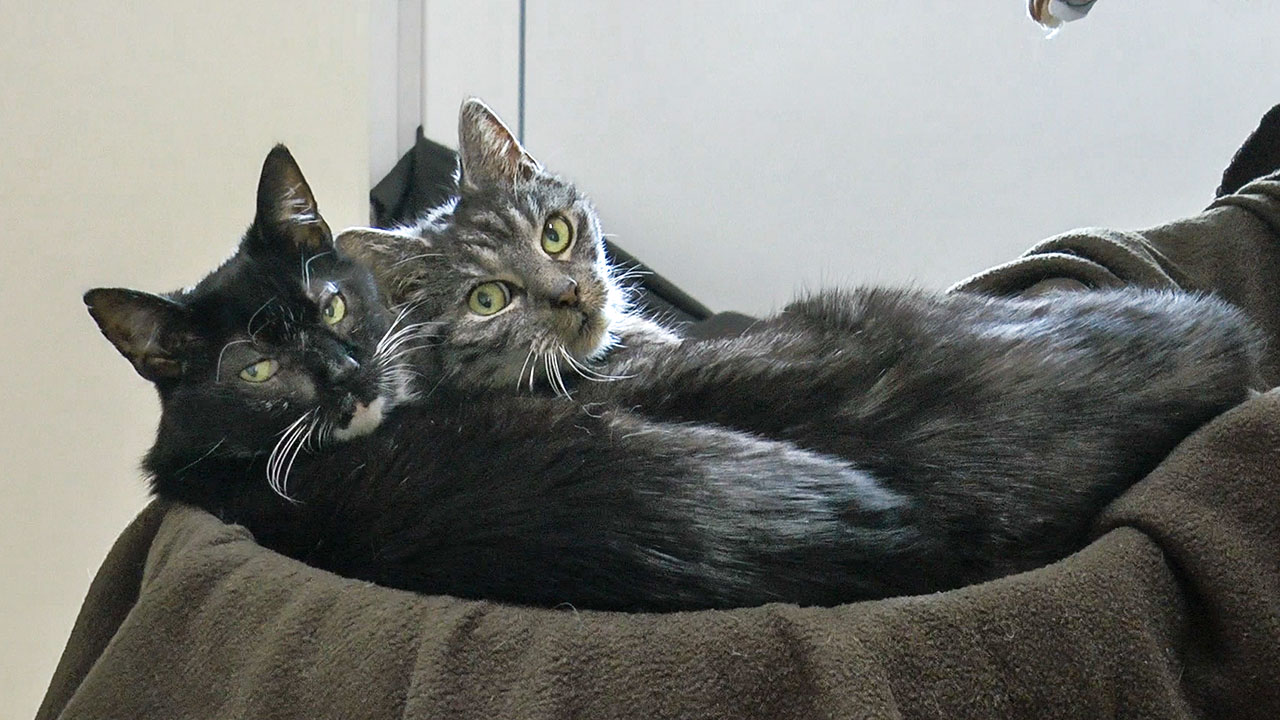 Addi & Shadow | Tier(e) des Monats November 2019