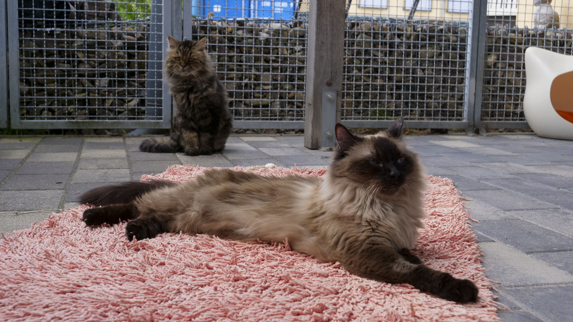 Kira und Paula | Tier(e) des Monats September 2020