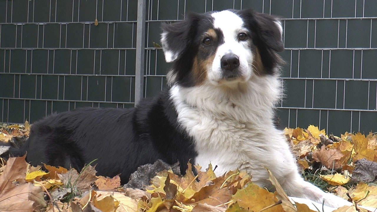 TierheimTV-Vermittlung | November 2018