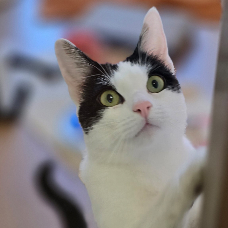 Katze May im Katzenzimmer May