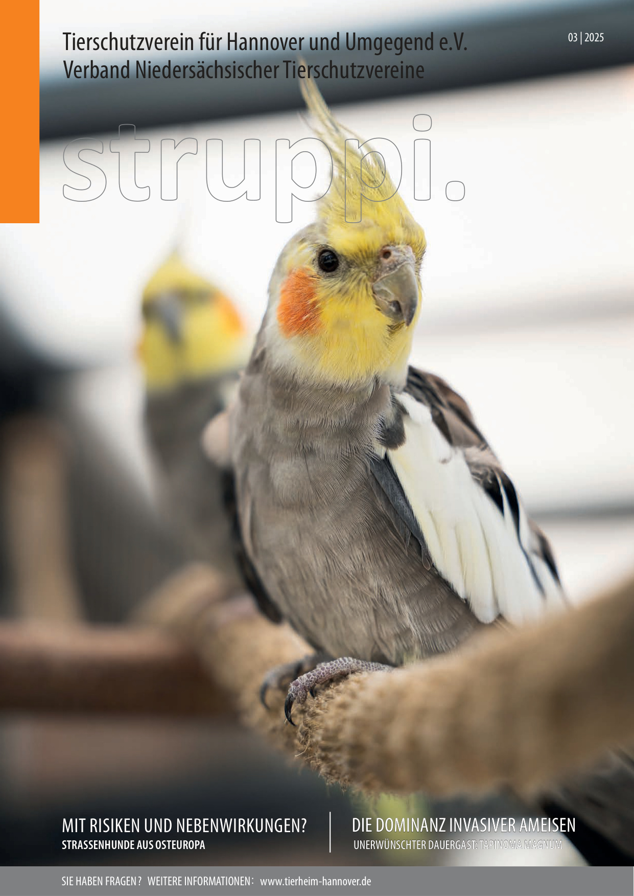 Struppi_3_2025-34365