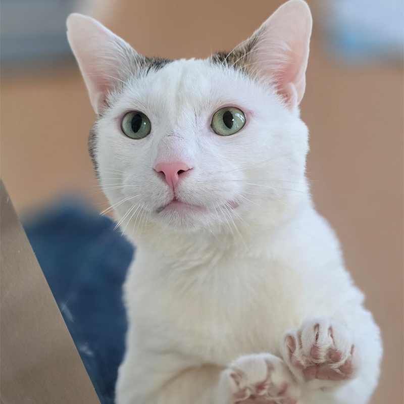 Kater Jonny im Tierheim Hannover Weißer Kater Jonny sitzt im Tierheim Hannover und schaut in die Kamera.