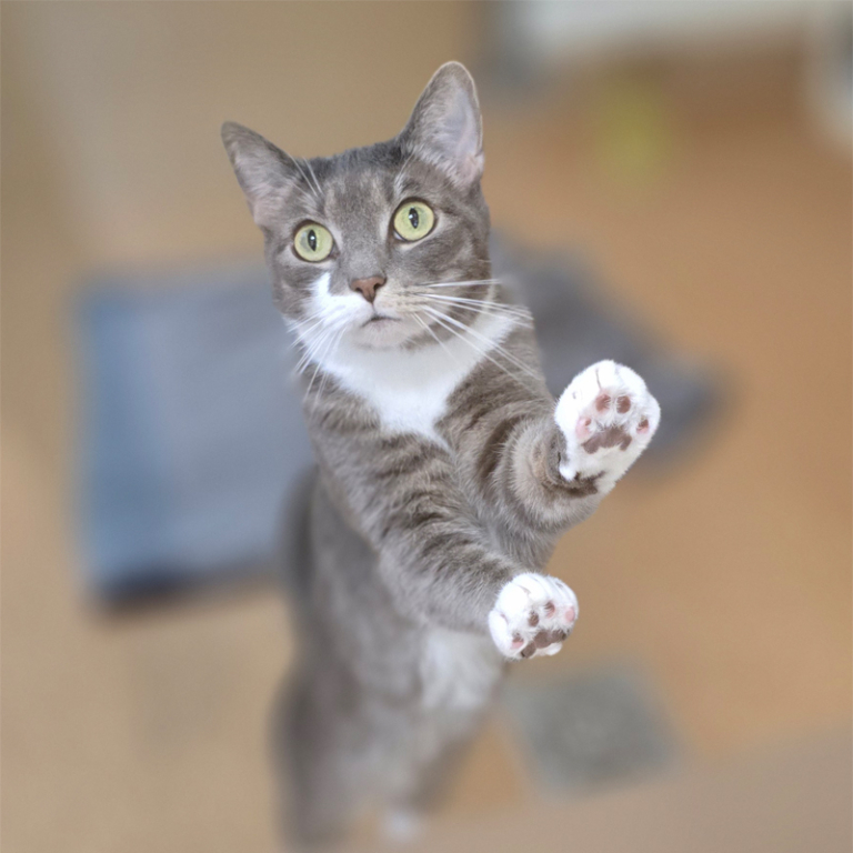 Zizi