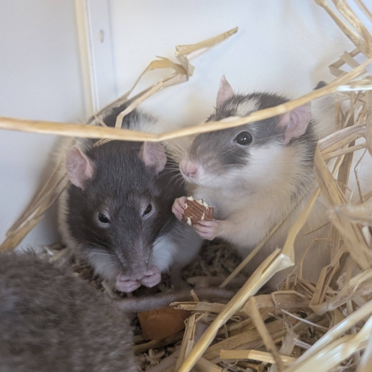 Featured Ratten Mädchen Ratten Mädchen