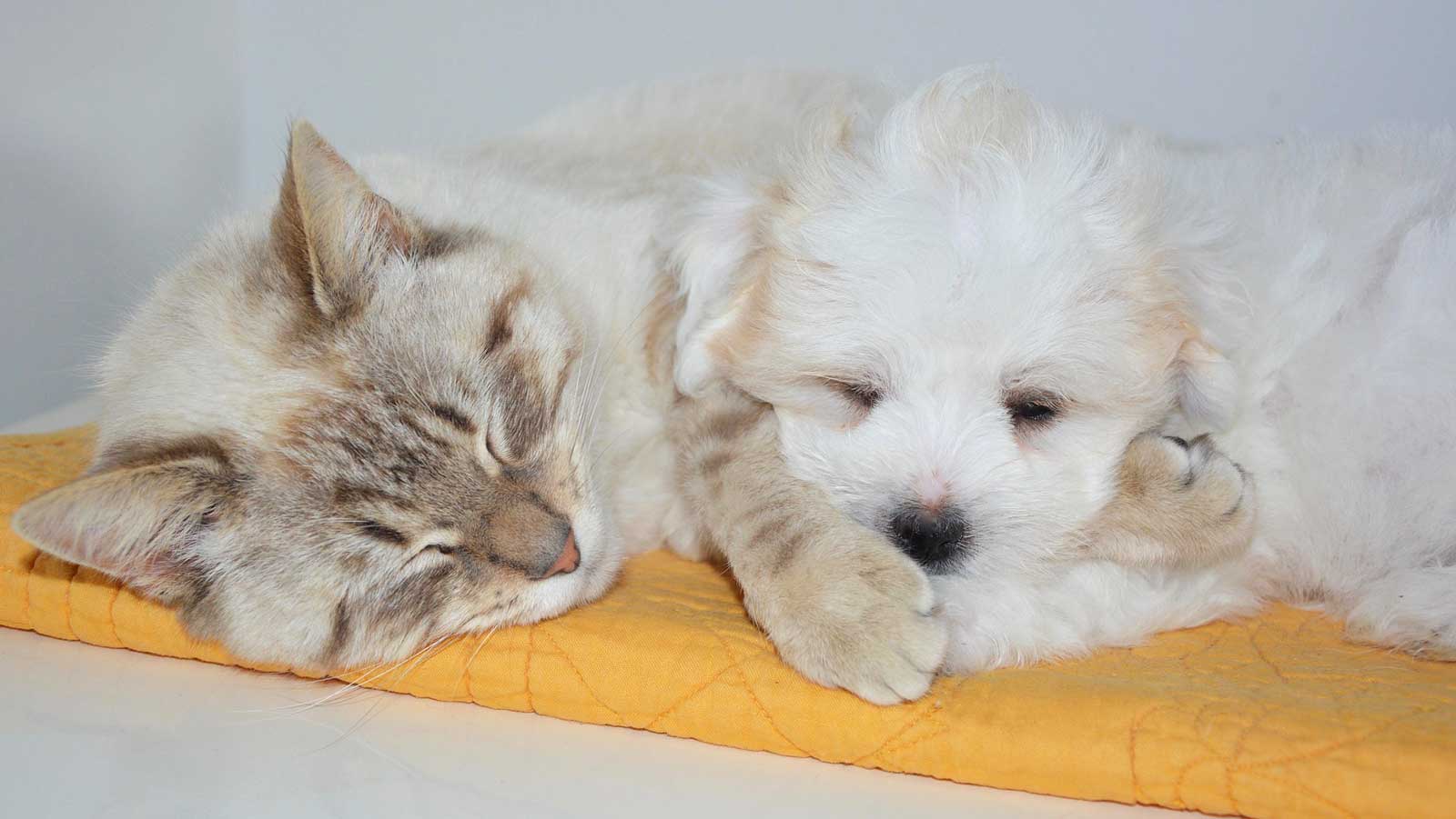 Eine getigerte Katze und ein heller Hund ruhen eng nebeneinander auf einem gelben Kissen.