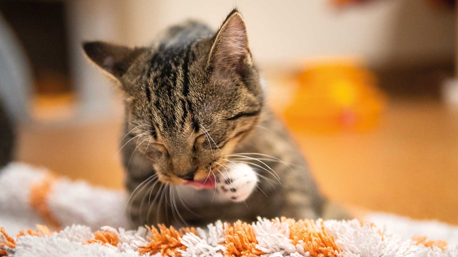 Getigerte Katze leckt ihre Vorderpfote auf einer orange-weißen Decke.