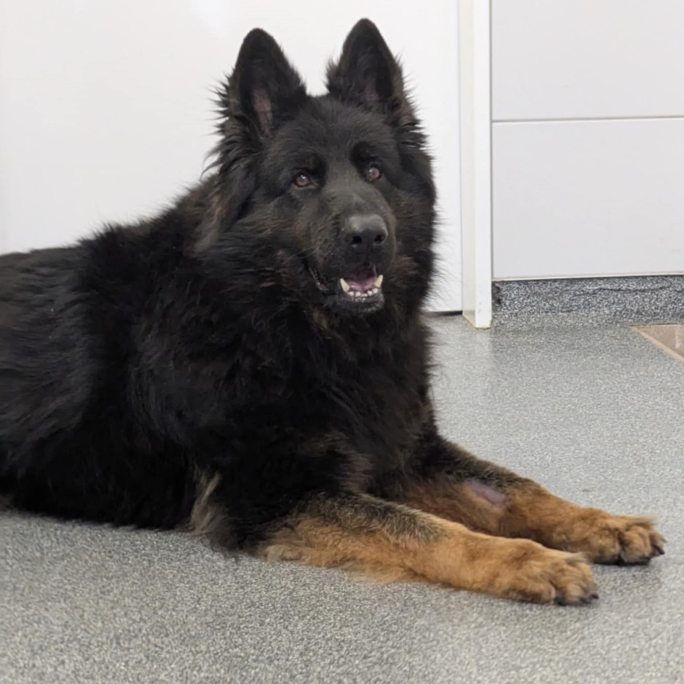 Merlin-2.jpg