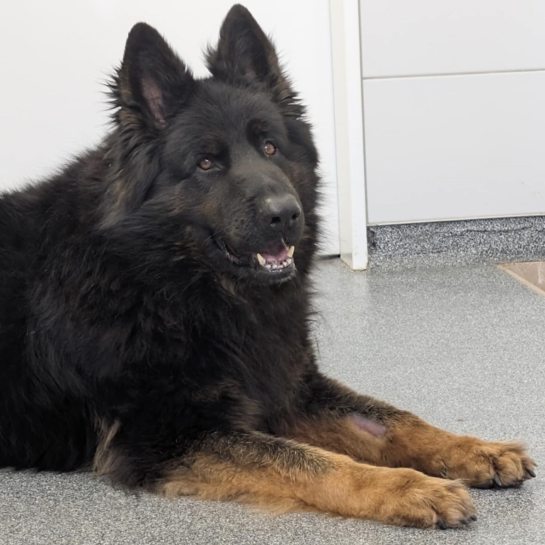 Merlin