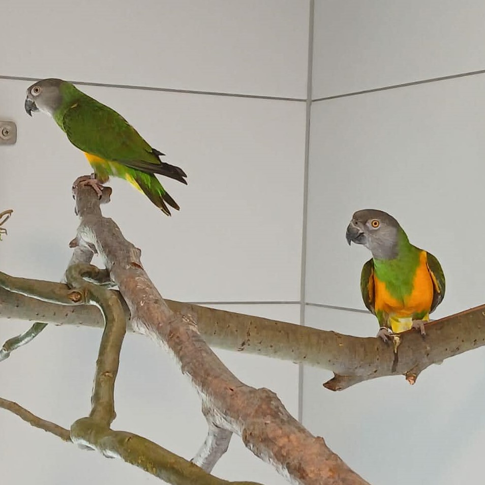 Galerie Senegalpapageien