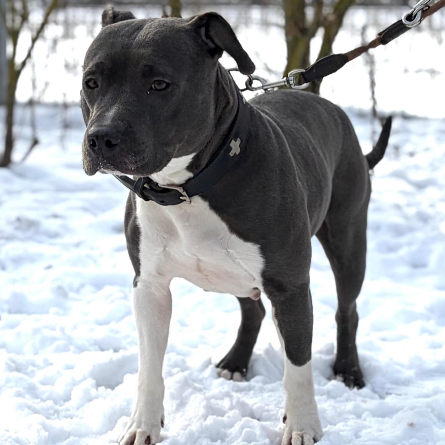 Stella-2.jpg