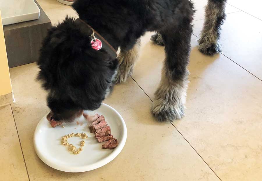 Ein Hund frisst rohes Fleisch und weitere Futterbestandteile von einem Teller.
