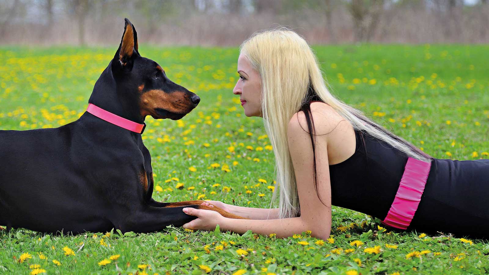 Eine Frau liegt einem Dobermann auf einer Wiese gegenüber und hält seine Pfoten.