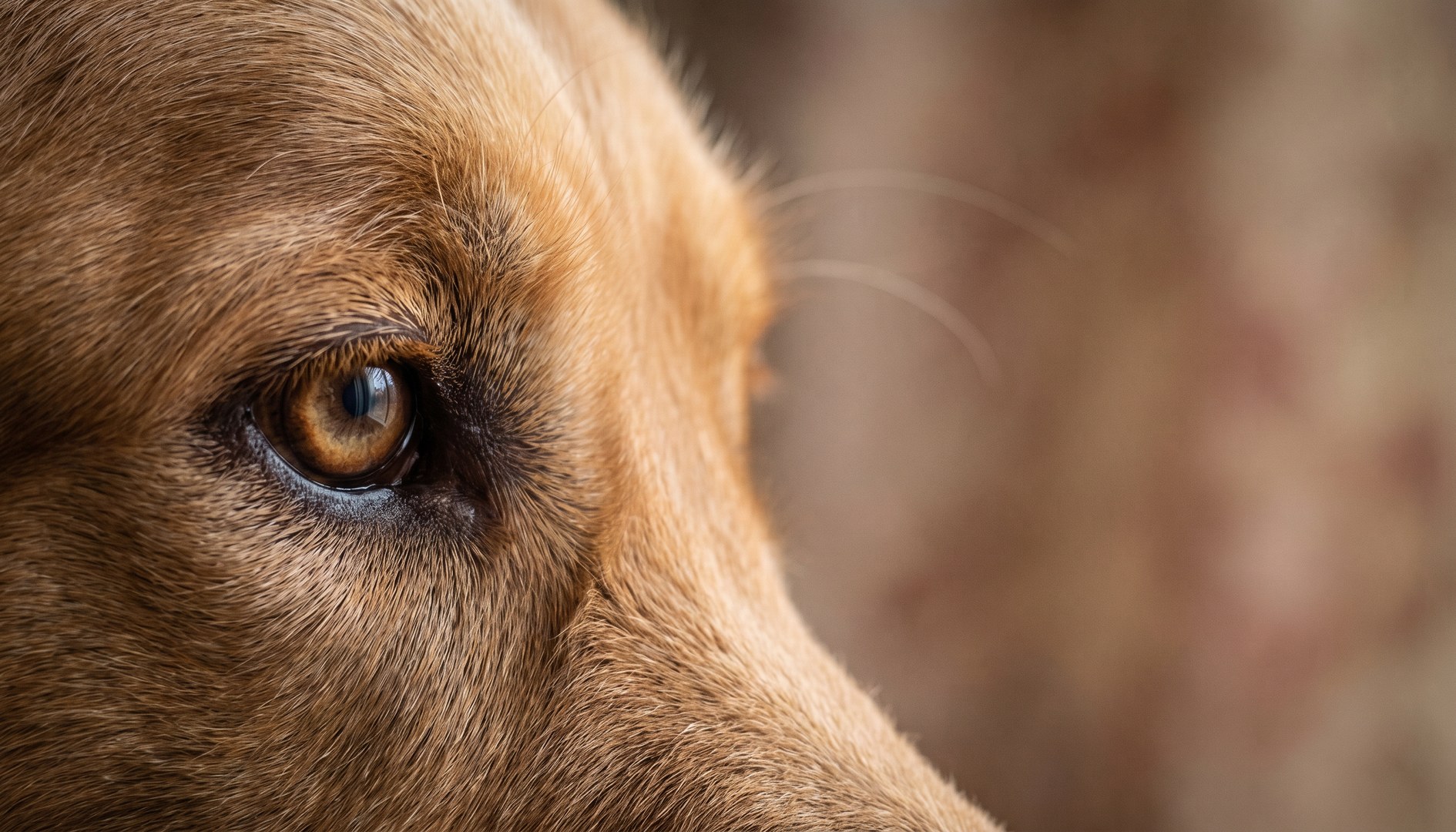 Nahaufnahme eines klaren Hundeauges im weichen Tageslicht - Augenerkrankungen