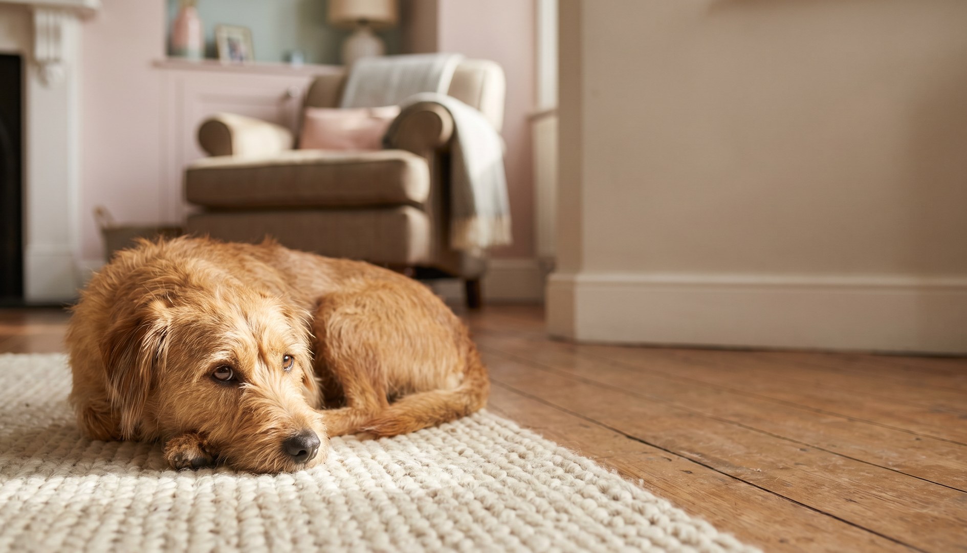 Adoptierter Mischlingshund ruht vertrauensvoll auf einem Teppich in einem gemütlichen Wohnzimmer - Eingewöhnung Tierschutztier