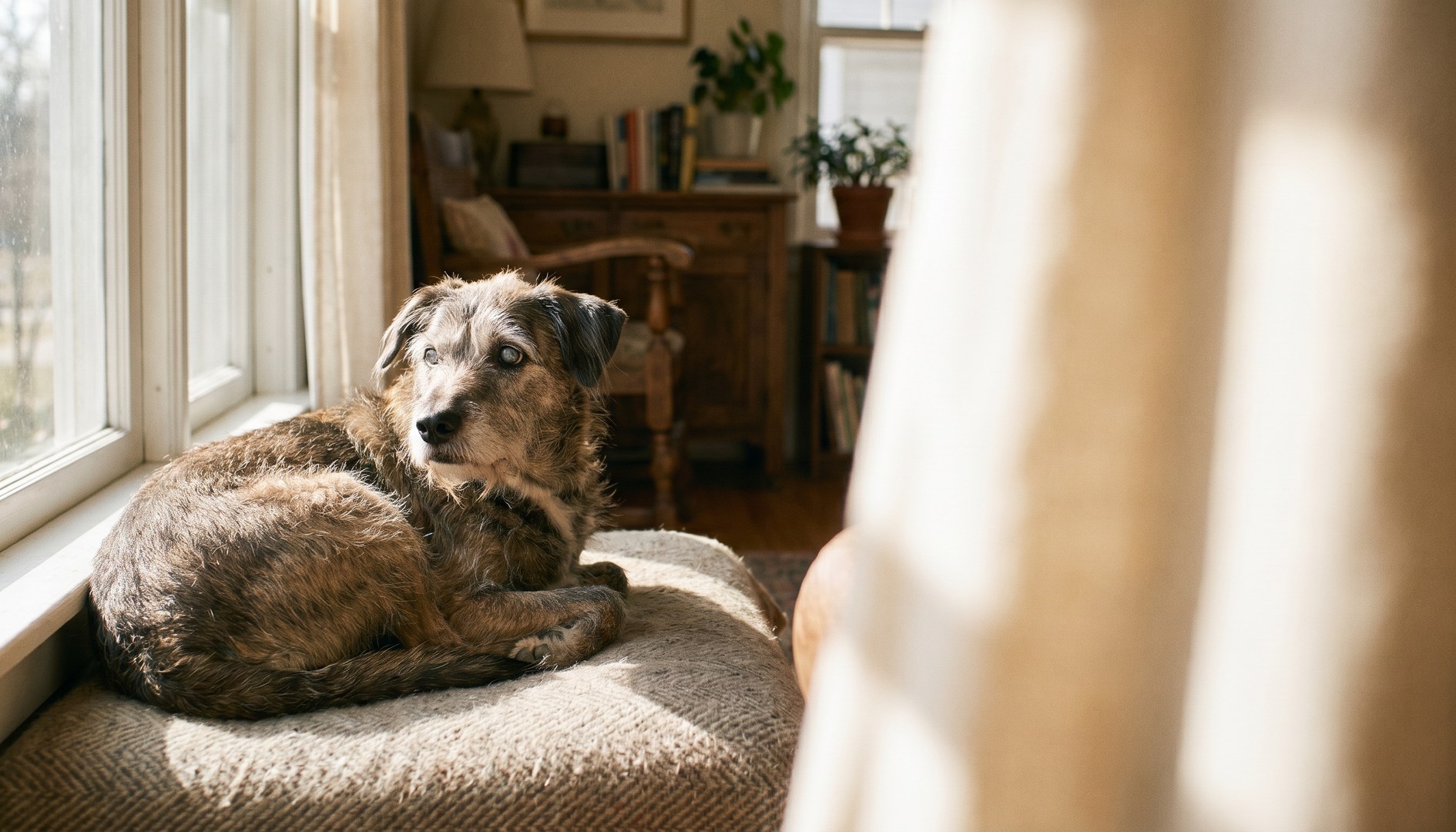 Älterer Hund mit ergrautem Gesicht ruht entspannt auf einem Kissen im Wohnzimmer - Tumoren