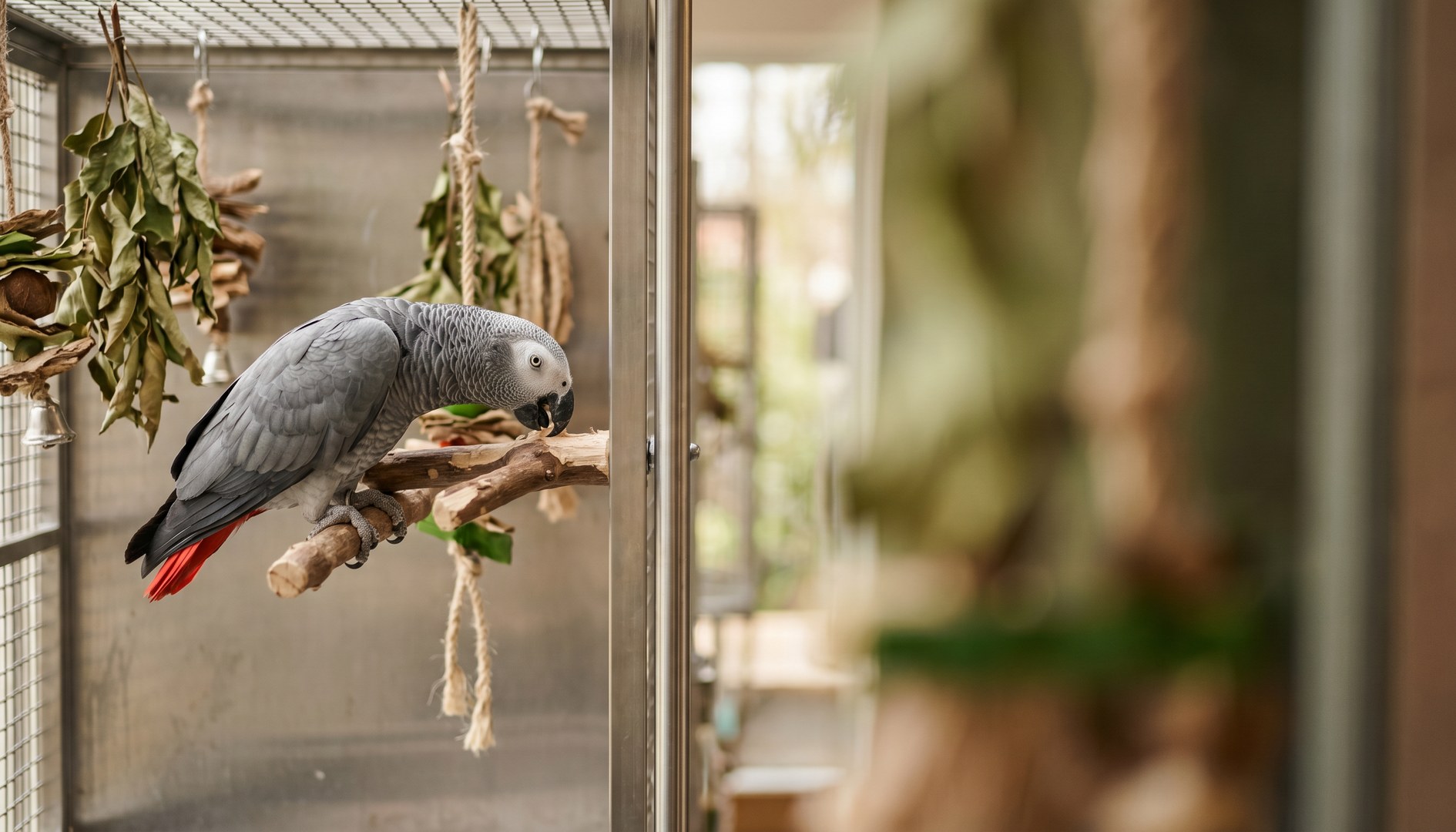 Papagei nagt konzentriert an einem vogelsicheren Holzspielzeug in einer Edelstahlvoliere - Schwermetallvergiftung