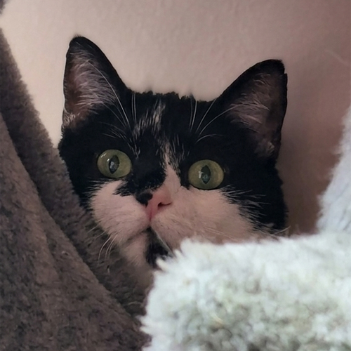 Gina