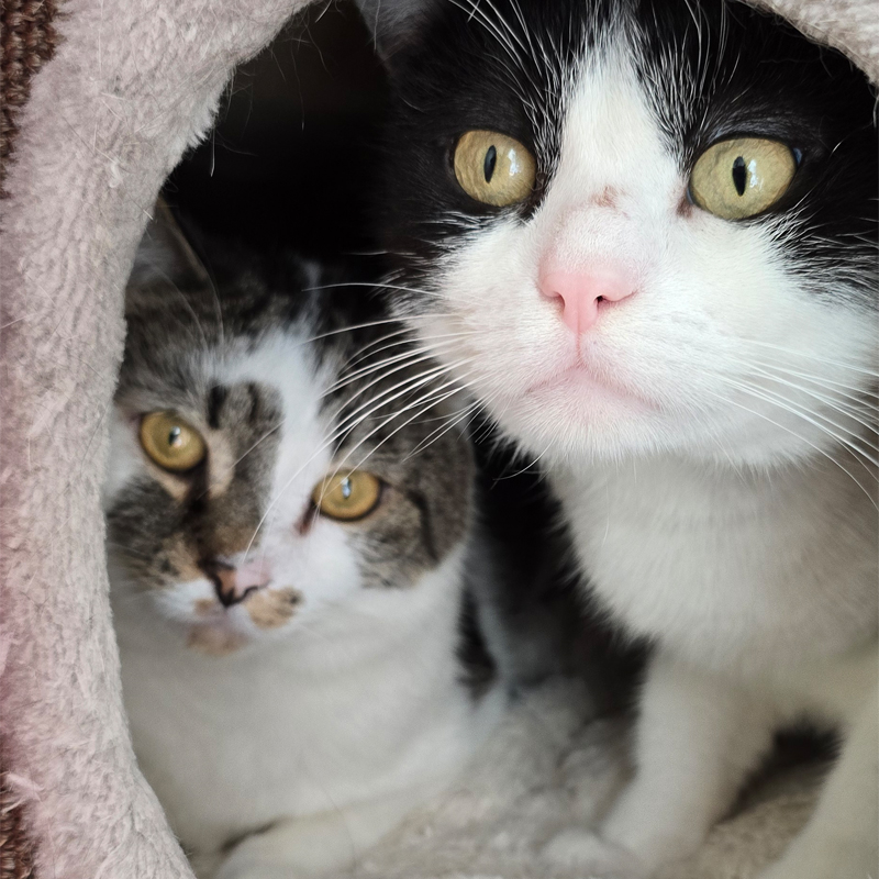 Kater Joscha im Katzenzimmer Kater Joscha liegt im Katzenzimmer des Tierheims Hannover.