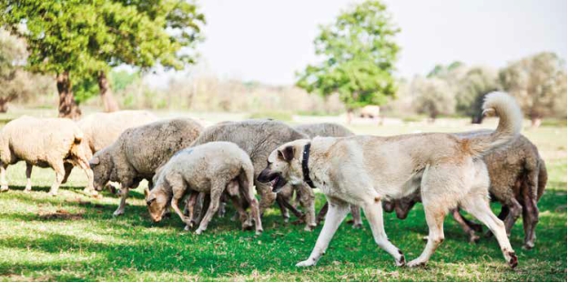 Kangal mit schwarzer Maske blickt konzentriert in die Weite