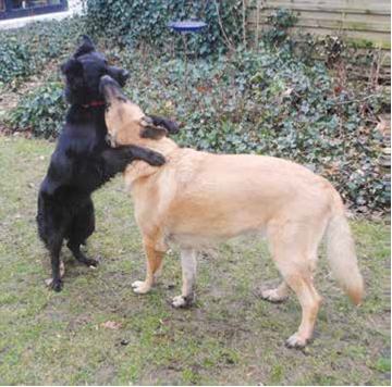 Heller Kangal auf einer freien Fläche