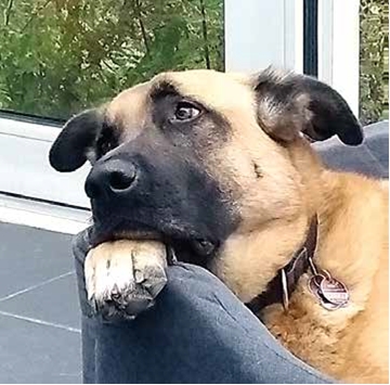 Kangal geht aufmerksam neben einer Person