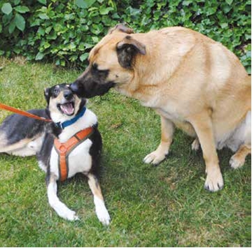 Kangal liegt entspannt in der Sonne
