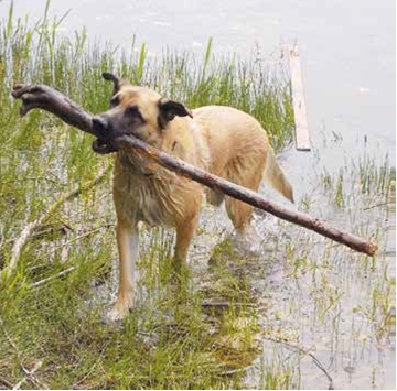 Porträt eines Herdenschutzhundes