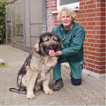 Großer Hund steht aufmerksam im Tierheim-Gehege