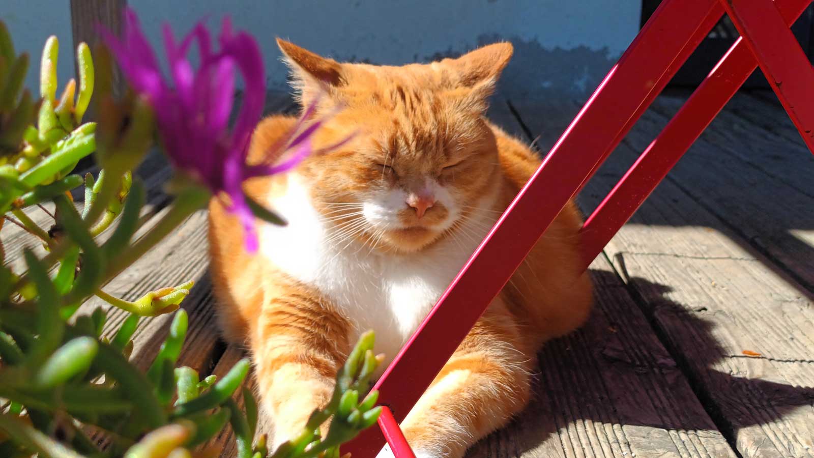 Eine rot-weiße Katze liegt auf einer sonnigen Holzterrasse neben Blumen und einem roten Stuhlbein.