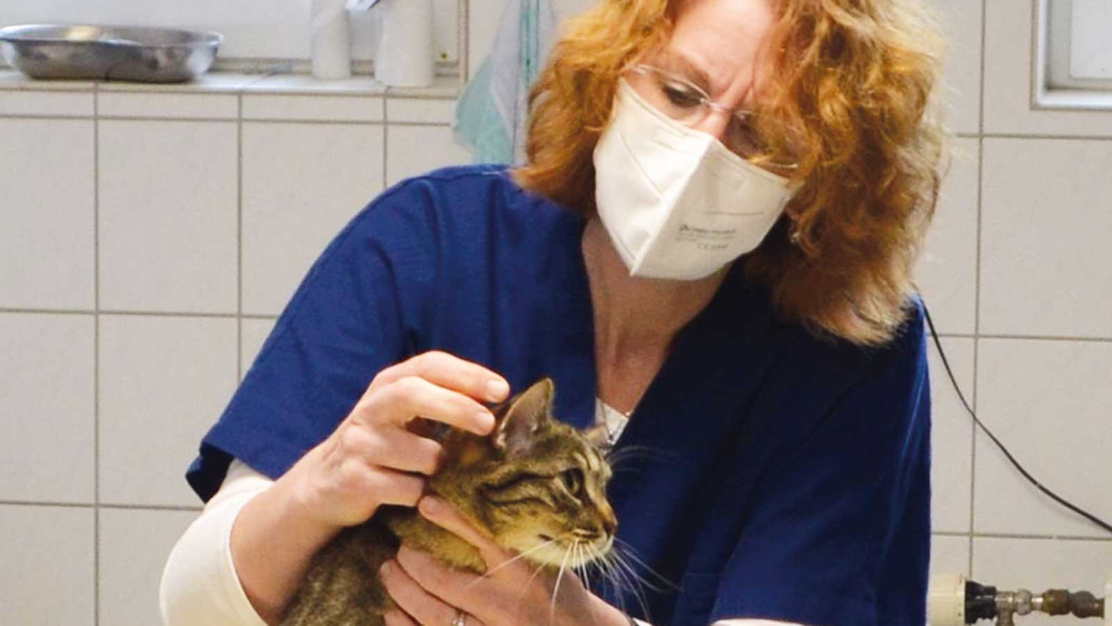 Eine Frau mit Mundschutz untersucht eine getigerte Katze auf einem Behandlungstisch.