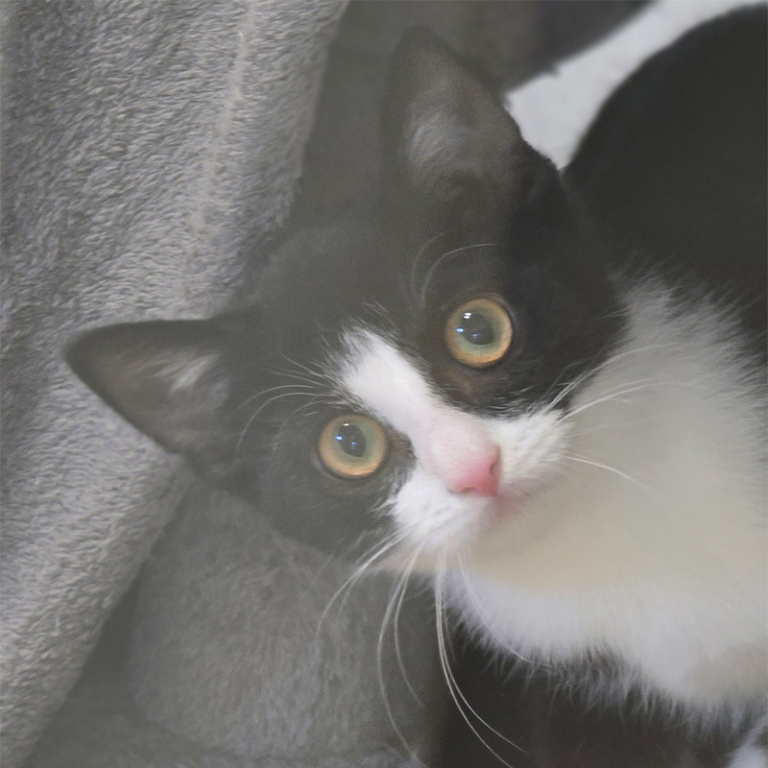 Featured Kiki Kiki