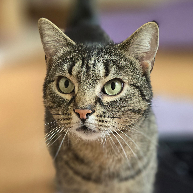 Featured Nala Nala