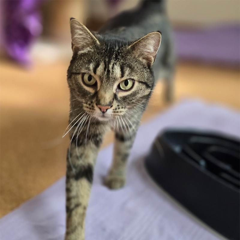 Katze Nala sucht ein Zuhause