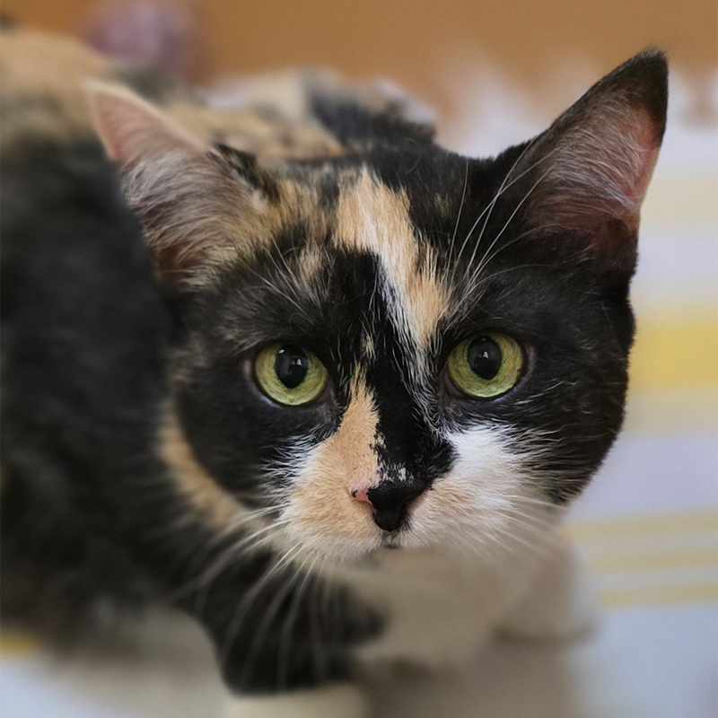 Nalani