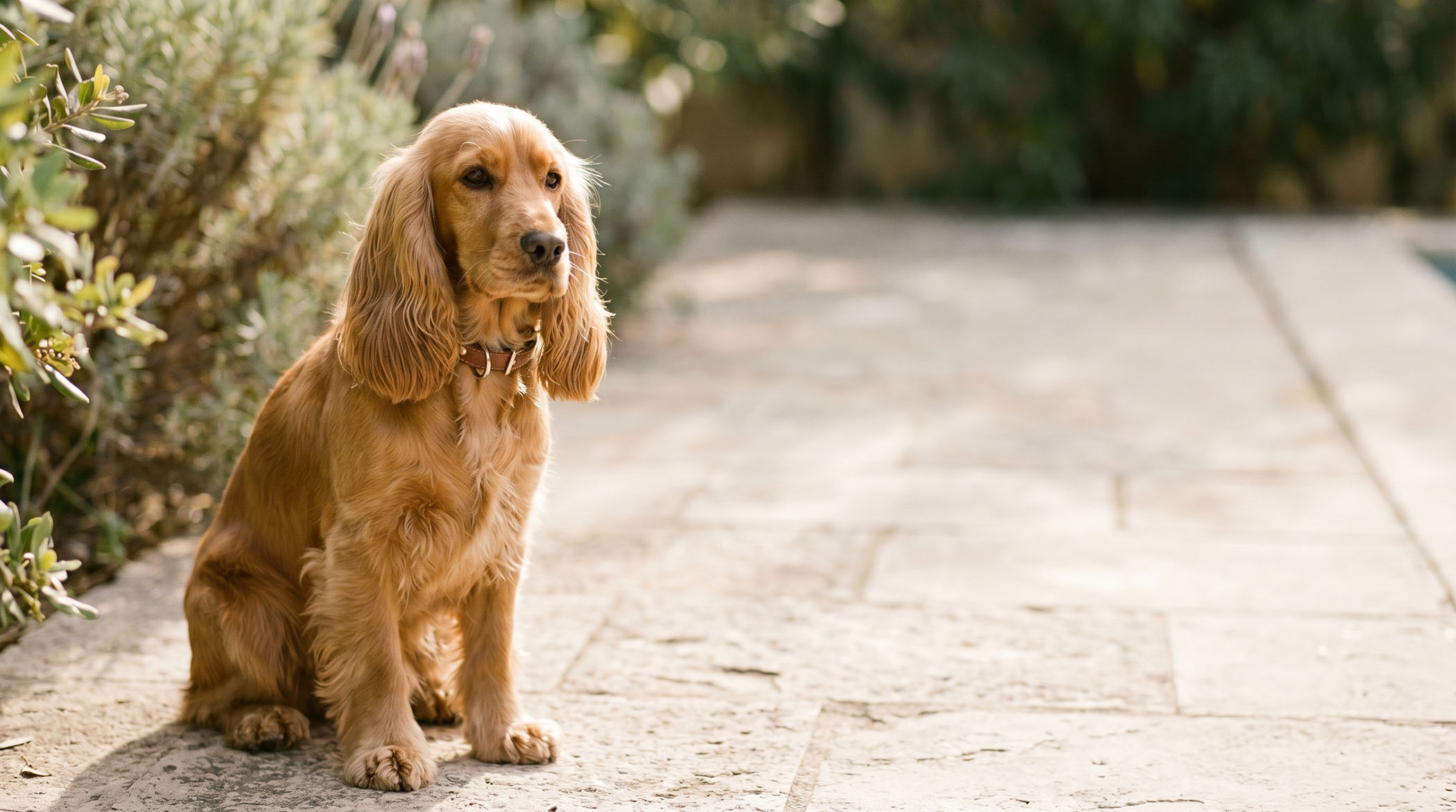 Hund mit gepflegten Hängeohren sitzt aufmerksam im Wohnzimmer - Ohrenerkrankungen